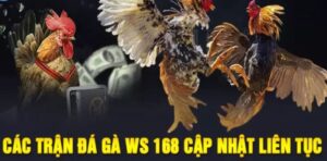 ws168 đá gà