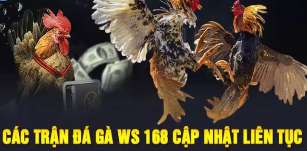 ws168 đá gà